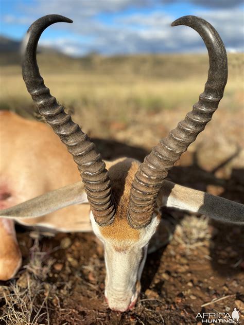 Springbok Hunting South Africa