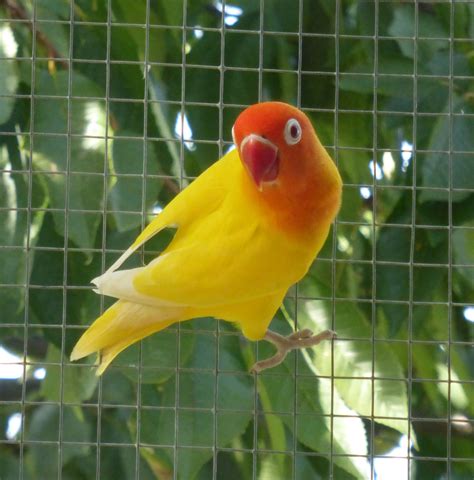 Check spelling or type a new query. Yellow-collared-Lovebird-Agapornis-personatus-also-called ...