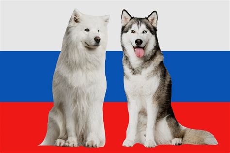 10 Stately Russian Dog Breeds — Russian Guard Dogs