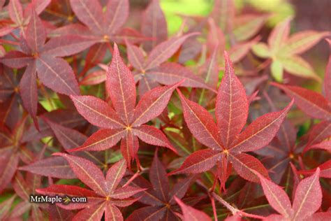 Buy Acer Palmatum Rhode Island Red Dwarf Bloodgood Japanese Maple