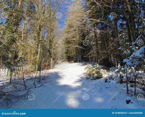 Snow Covered Path Leading Through A Broadleaf Winter Forest Stock Image