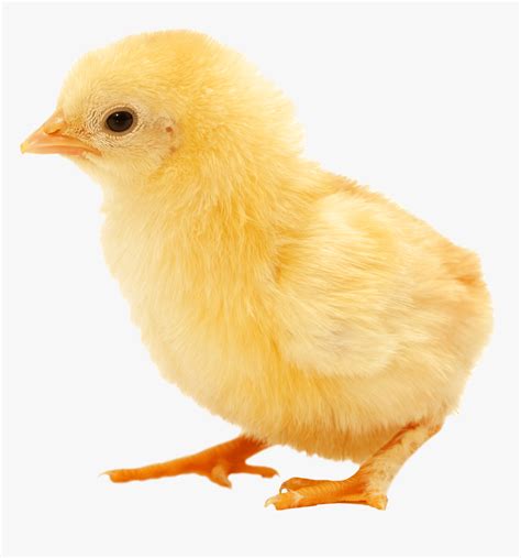 Transparent Baby Chicken Clipart Chick Png Png Download