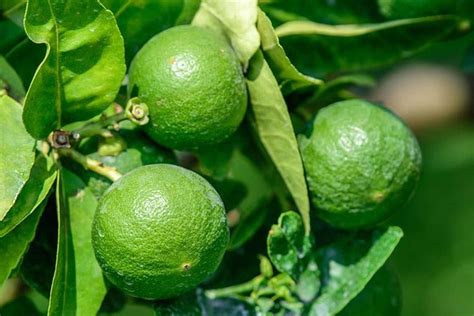 Care Of Lime Trees Information On Growing Citrus Spp