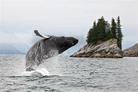 Alaska Whale Watching And Wildlife Alaska Cruise Vacation Royal
