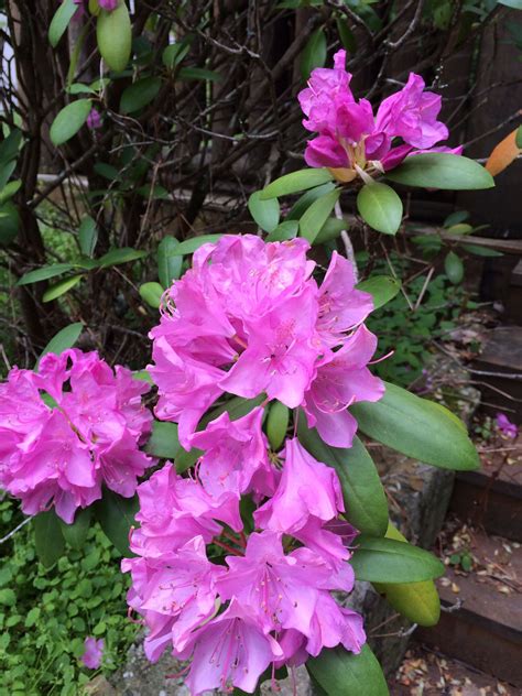 Beauty in Tenessee | Plants, Tenessee, Garden