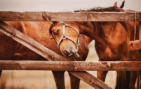 Two Beautiful Bay Horses Stand Behind A Wooden Fence On The Farm