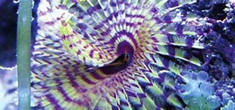 Feather Duster Worm Facts Tropical Fish Hobbyist Magazine