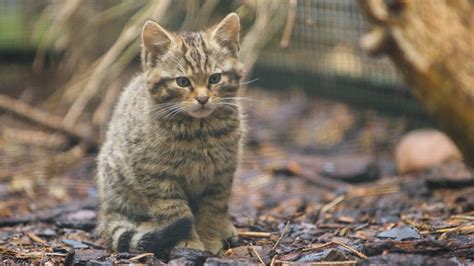 Scottish Wildcat Project Efforts Continue Bbc News