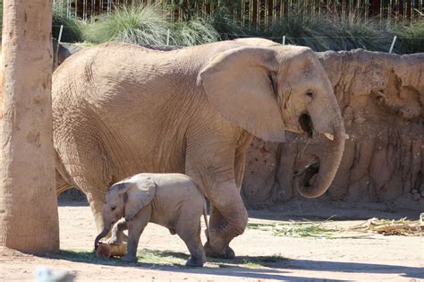 The Genealogy Search Wordless Wednesday Baby Elephant