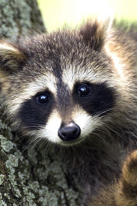 The risk of an indoor pet getting rabies is extremely low. Raccoons - WildlifeNYC