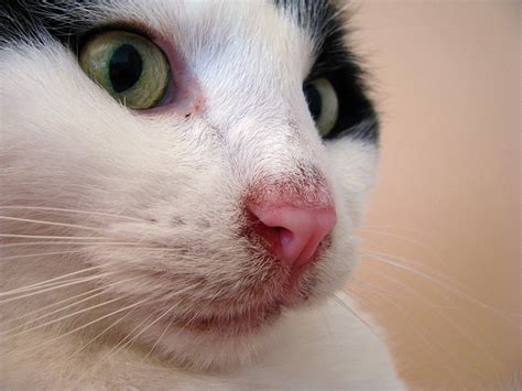 Cat Has Discoloration On Nose James Mcgill Blog