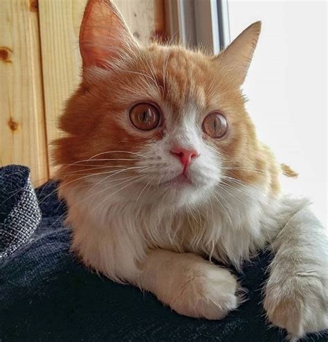 50 Orange And White Cat Names The Paws