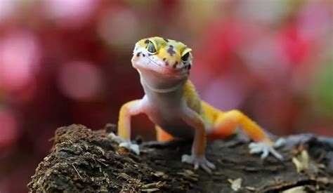 Leopard Gecko Care 101 Habitat Diet Feeding Guide And Care Sheet
