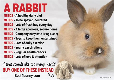 A Rabbit Needs Bunny Care Pet Bunny Rabbits