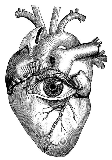 Strange Vector Anatomical Heart Illustration Art Anatomy