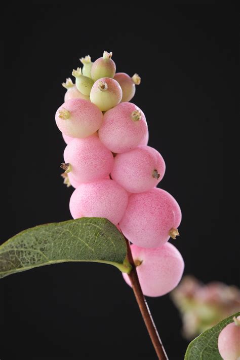 Symphoricarpos Magical Pink Elegance Kolster Bv Magical Plants