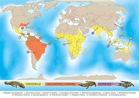 Distribution Crocodilians Royalty Free Images Stock Photos And Pictures