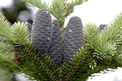 Balsam Fir Trees And Some Shrubs Of Canada · Biodiversity4all