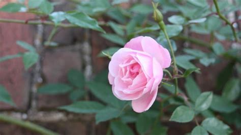Climbing Old Blush Rose · George Washingtons Mount Vernon