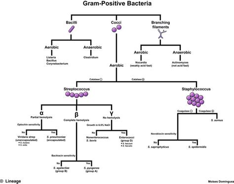 Gram Positive Bacteria Overview Identification Algorithm