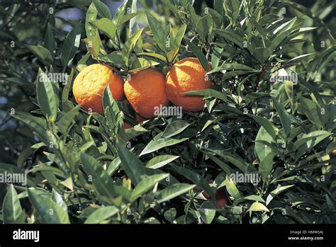 Botany Trees Rutaceae Sour Orange Bigarade Citrus Aurantium