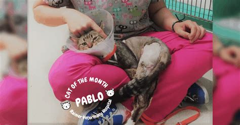 Cat Of The Month April 2019 Pablo Rainier Veterinary Hospital In