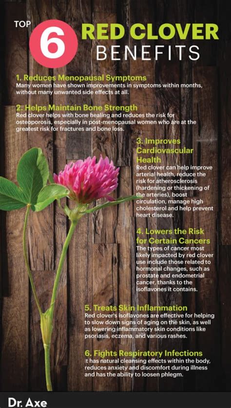 Red Clover Benefits Uses Dosage And Side Effects Dr Axe
