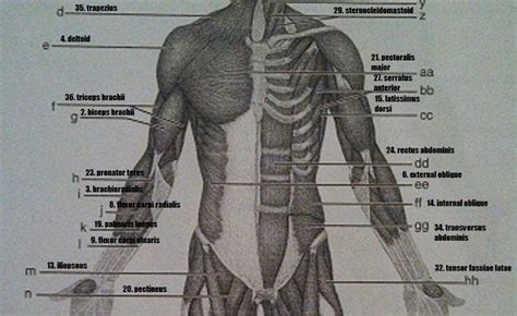Gross Anatomy Of The Skeletal Muscles Worksheet Answers Anatomy