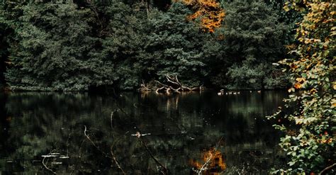 Green Pine Trees And Lake Scenery · Free Stock Photo