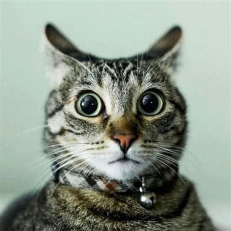 25 Hilarious Photos Of Animals Looking Shocked Blazepress