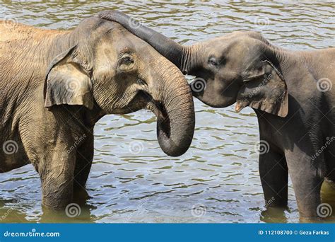 Baby Elephant Elephas Maximus Hug Mother With Trunk Stock Photo