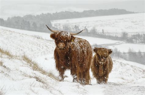 Highland Cows Snow Flickr Photo Sharing