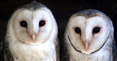 Barred Vs Barn Owls Key Differences Explained A Z Animals