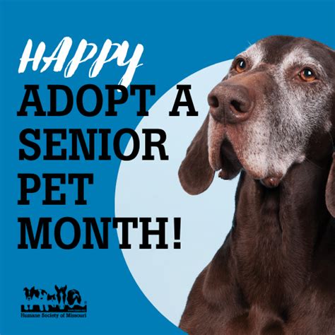 November Is Adopt A Senior Pet Month Humane Society Of Missouri