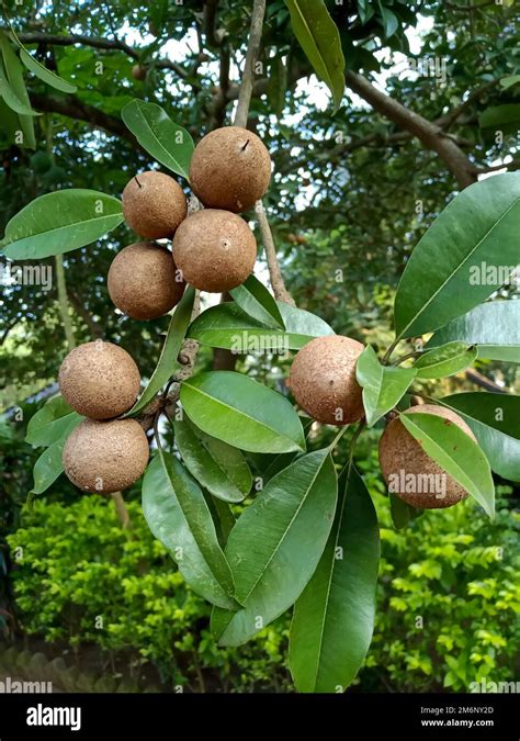 Chiku Fruits Tree In Indian Agriculture Stock Photo Alamy
