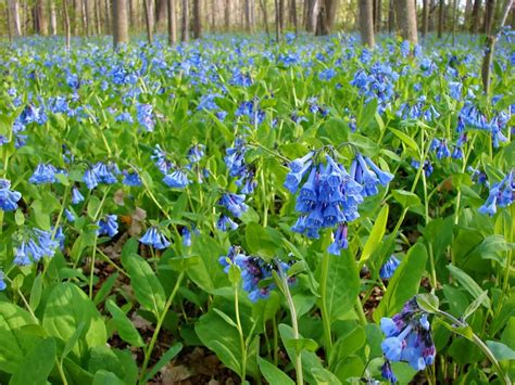 14 Blue Perennials Youll Want In Your Garden Gardening