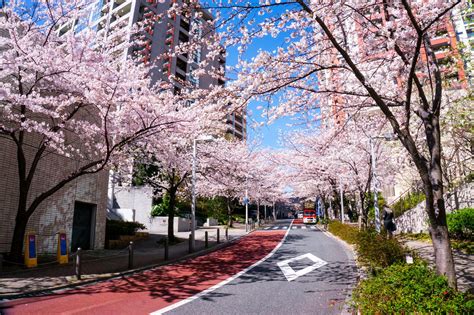 Best Time To See Cherry Blossom In Tokyo 2020 When And Where To See