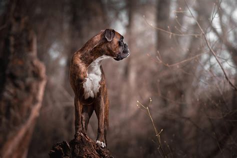 Boxer Dog Checking Her Territory Photograph By Tamas Szarka