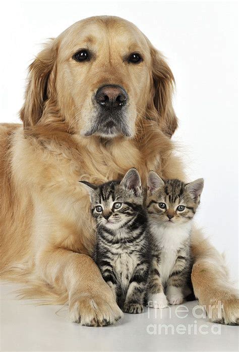 Golden Retriever And Kittens Golden Retriever Kittens Animals Friends