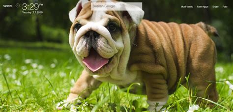 Cute Dogs And Puppies Hd Wallpapers Theme Chrome Extension