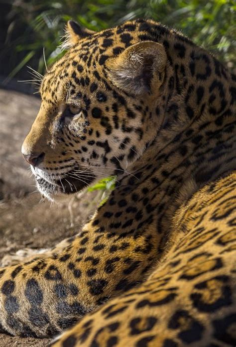 Check spelling or type a new query. As the only big cat species in the New World, jaguars have ...