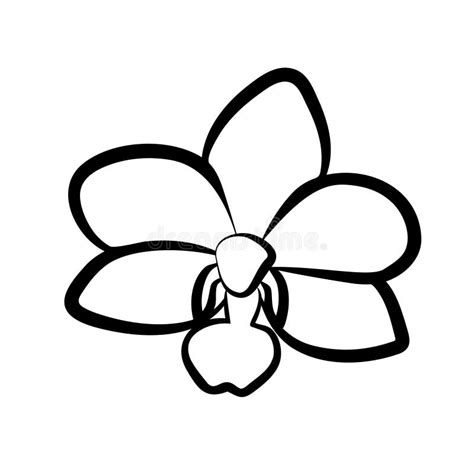 Vector Illustration Of Orchid Flower Stock Vector Illustration Of