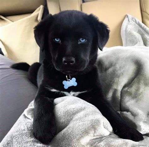 Mix Black Labradorhusky Dogs Puppies Dogs Cute Baby Animals