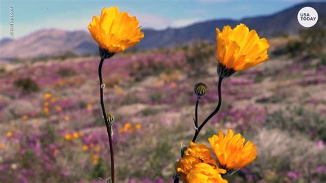 California Desert Transforms Into Wildflower Wonderland