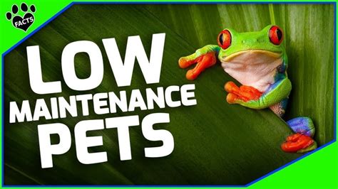 Discover The Top 10 Coolest Low Maintenance Pets You Never Knew Existed