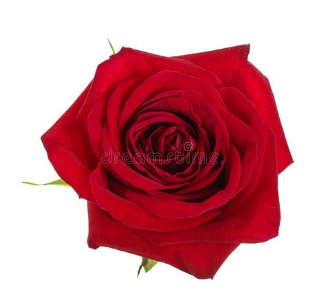 Beautiful Red Rose Isolated On White Background Stock Image Image Of