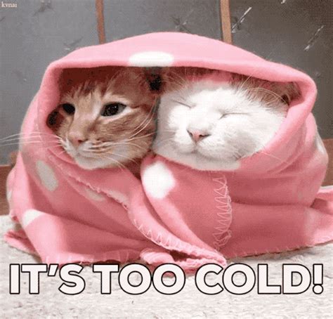 Too Cold S Find And Share On Giphy