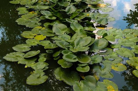 Premium Photo Beautiful Water Lilies Grow On A Green Swamp Summer