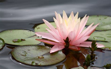 Water Lily Wallpapers Wallpaper Cave