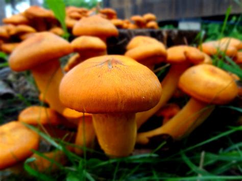 This Hawaiian Mushroom Makes Women Orgasm Just By Smelling It